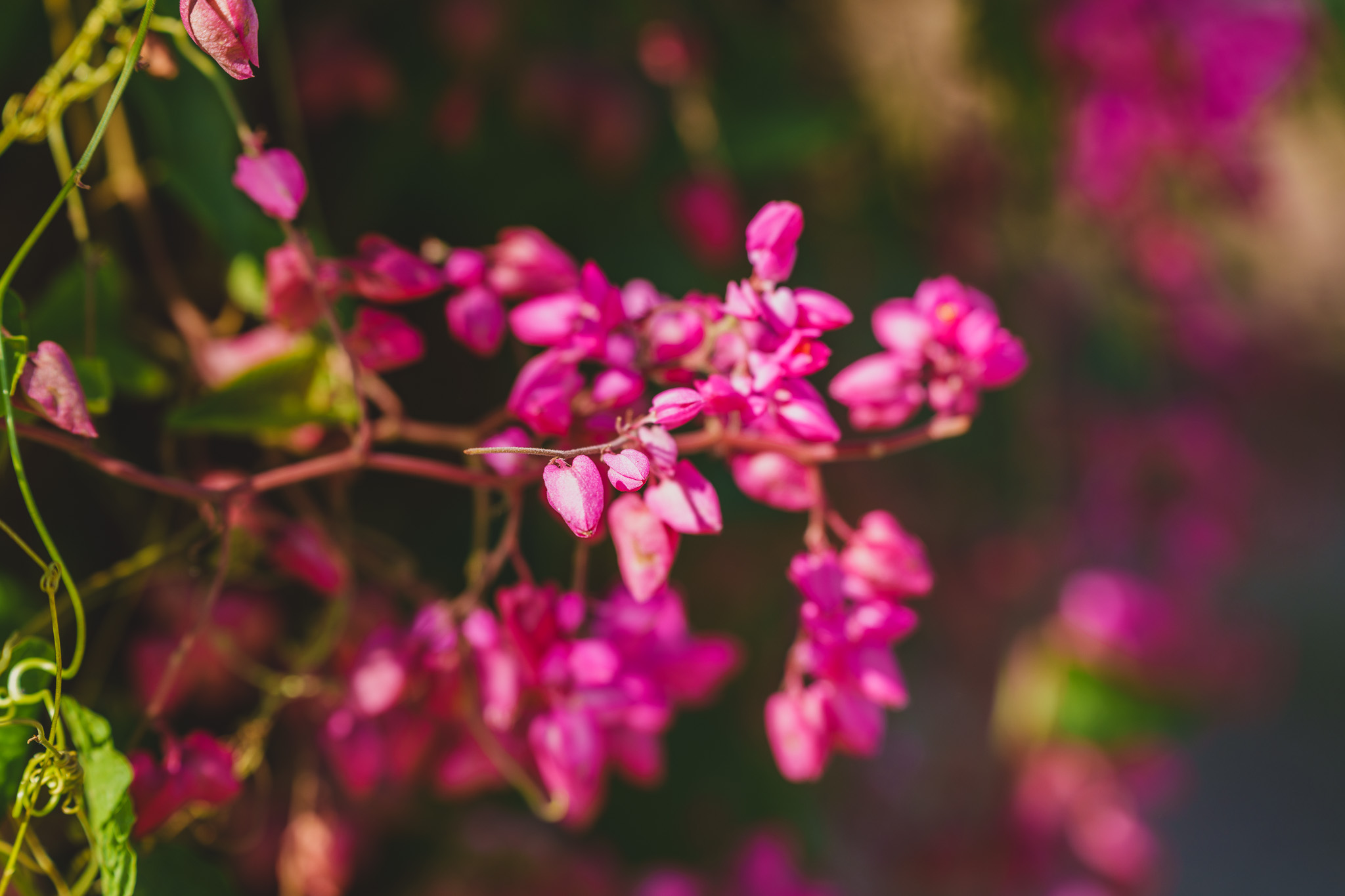 Nature Photography Gallery